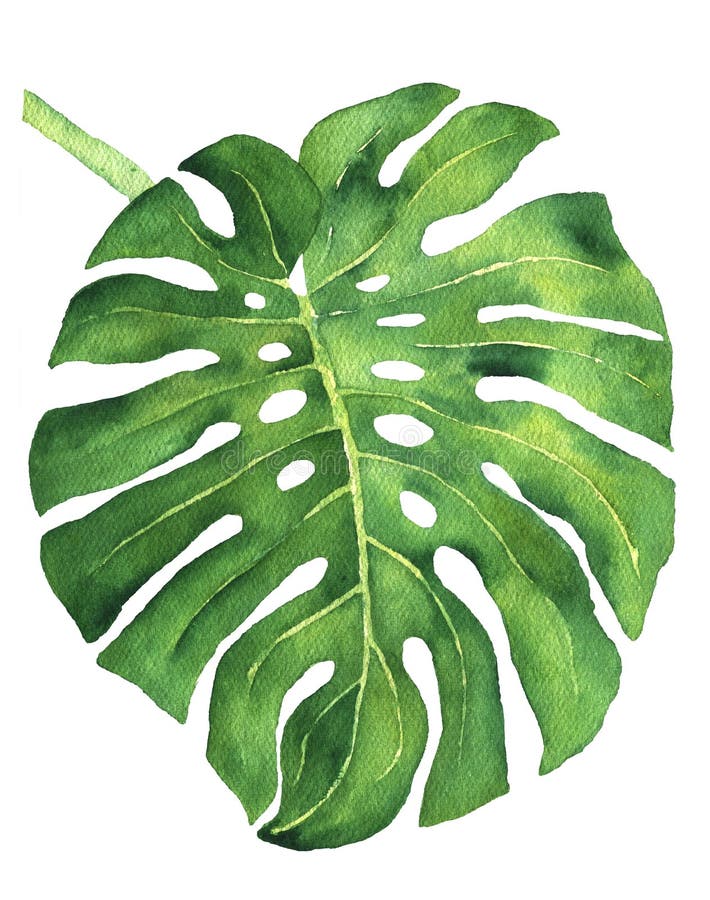 Tropical Leaf Monstera Illustration Stock Illustration - Illustration of  exotic, plant: 152811987