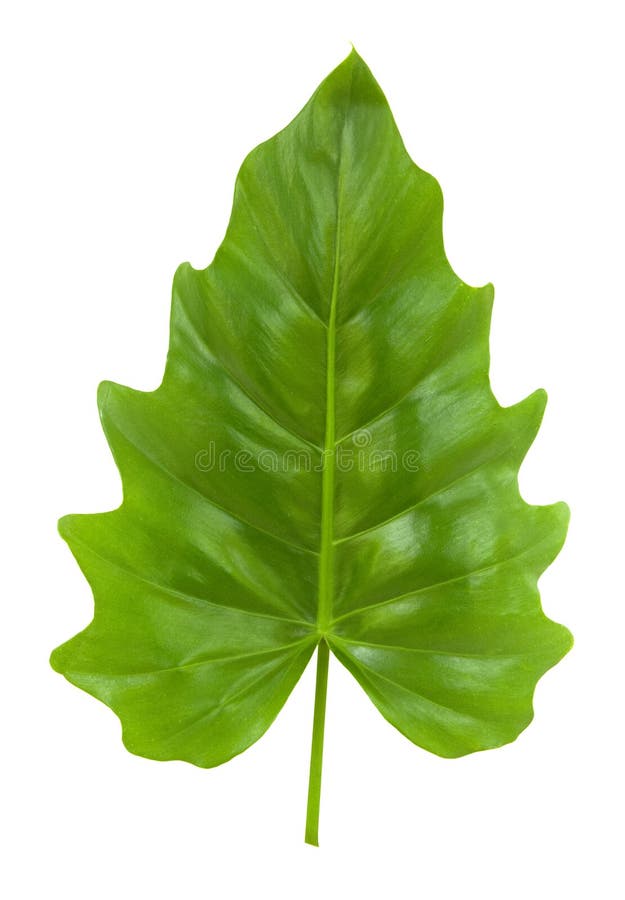 Tropical Leaf of the Philodendron isolated