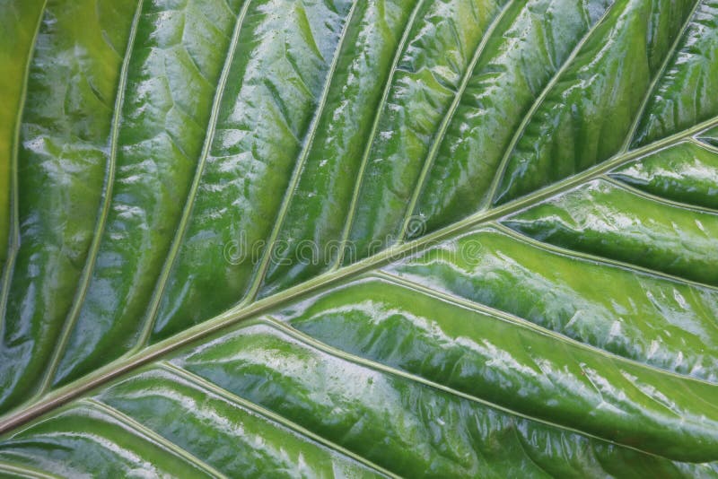 Broad Tropical Plants Leaves. Anthurium Leaf. Stock Image Image of