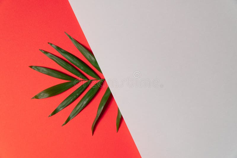 Tropical leaf on red and white paper background. Flat lay, top view, minimal design template with copyspace. Tropical plant leaf on red and white paper stock image Tropical leaf on red and white paper background. Flat lay, top view, minimal design template with copyspace. Tropical plant leaf on red and white paper stock image