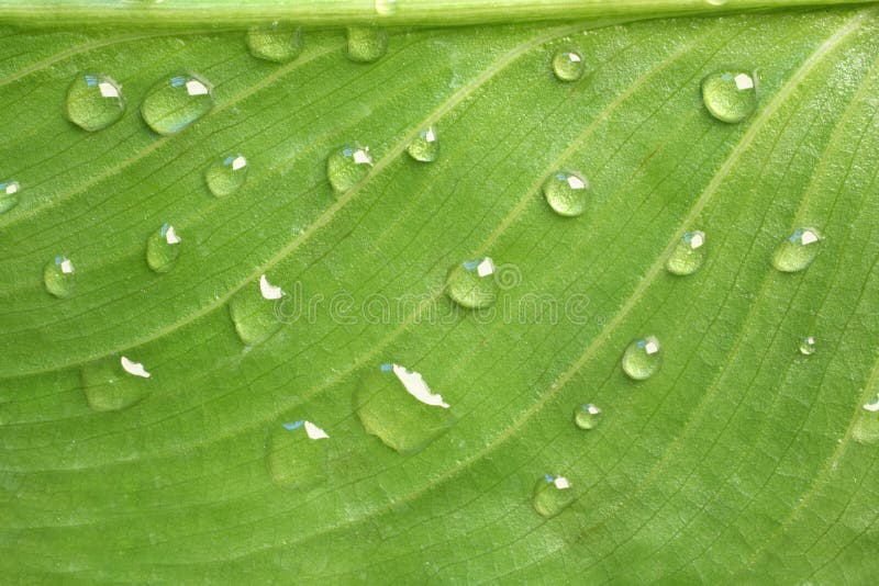 Tropical Leaf & water drops