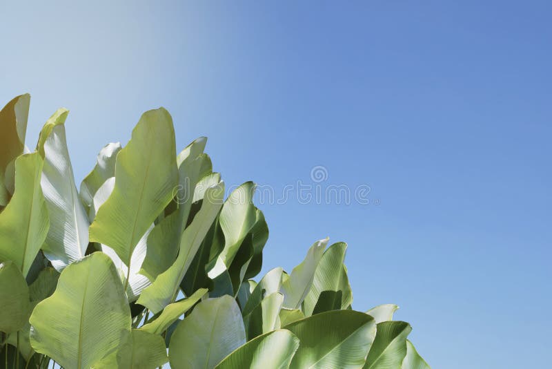Tropical Leaves of Calathea lutea &x28;Aubl.&x29; G. Mey., Cigar Calathea Plant with Blue Sky Background