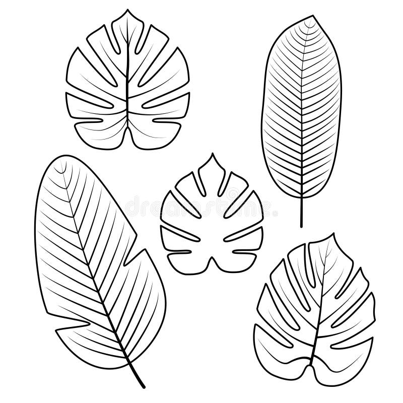 Tropical Leaves Collection. Vector Illustration. Stock Vector