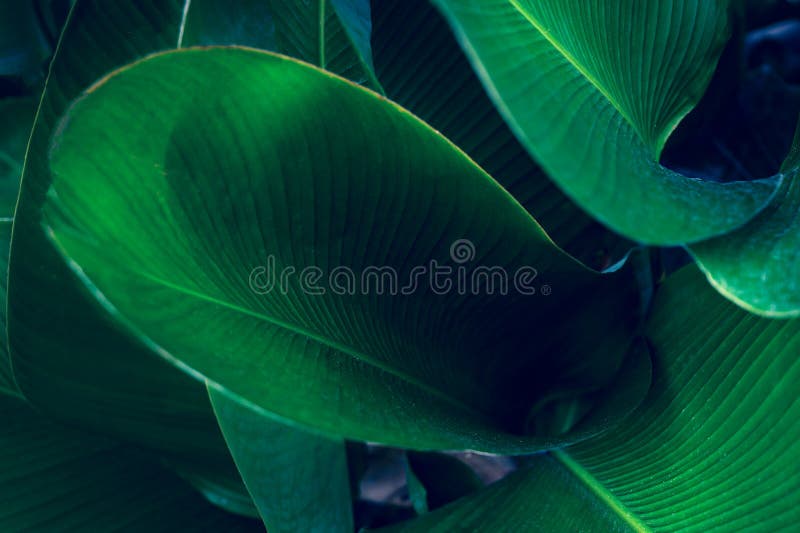 Tropical leaves colorful flower on dark tropical foliage nature background dark green foliage nature stock image Tropical leaves colorful flower on dark tropical foliage nature background dark green foliage nature stock image