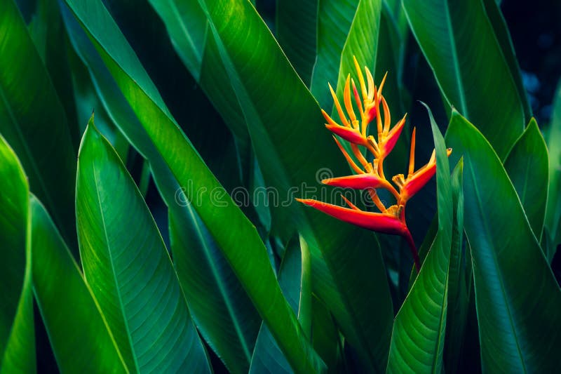 Tropical leaves colorful flower on dark tropical foliage nature background dark green foliage nature stock images Tropical leaves colorful flower on dark tropical foliage nature background dark green foliage nature stock images