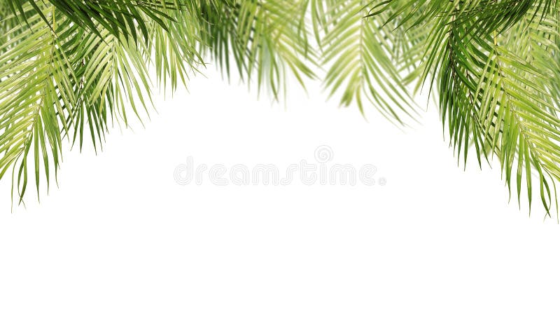 Tropical leaves, isolated on white background royalty free stock photos Tropical leaves, isolated on white background royalty free stock photos
