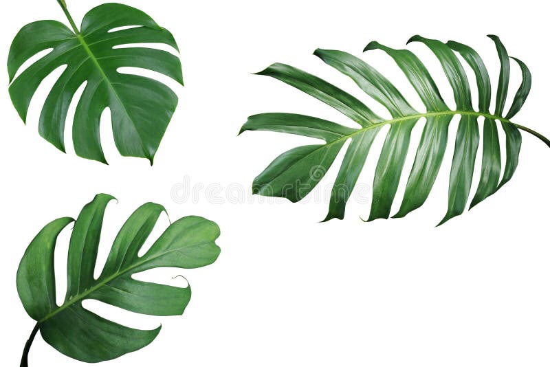 Tropical leaves nature frame layout of Monstera and split-leaf p