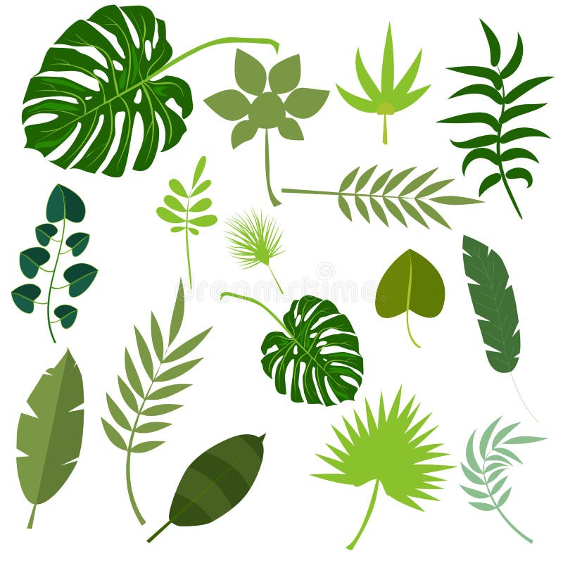 Tropical Leaves Palm Summer Exotic Jungle Green Leaf Vector