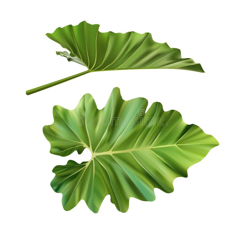 1,914,596 Small Green Leaf Images, Stock Photos, 3D objects, & Vectors