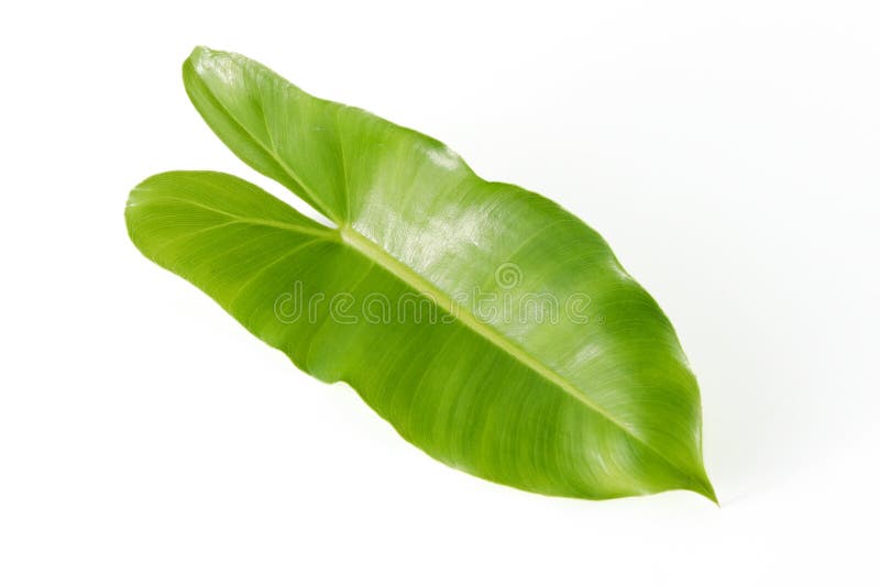 Tropical Leaves on White Background Stock Image Image of monstera