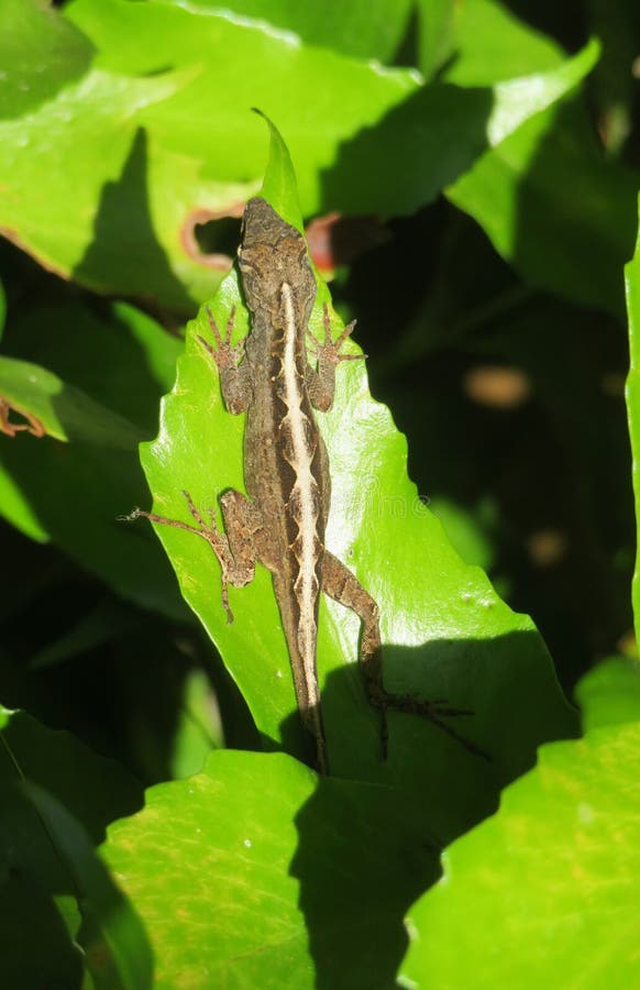 Brown Lizard on Leaf, Closeup Stock Image Image of fauna, beautiful