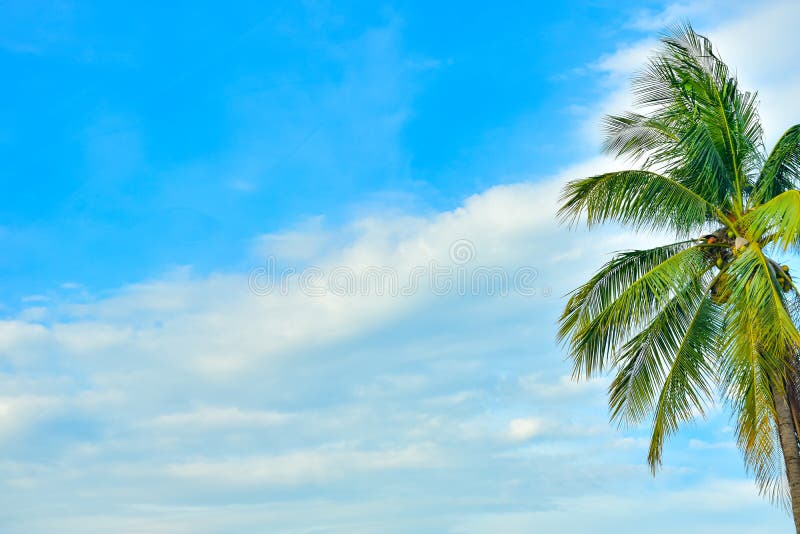 Lone coconut tree stock photo. Image of lone, vacation - 57275186