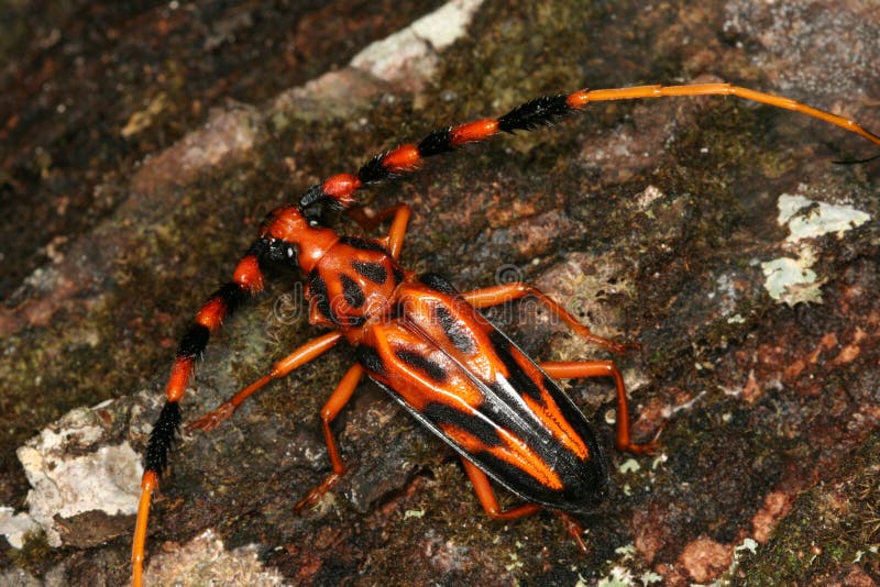 Tropical long-horned beetle