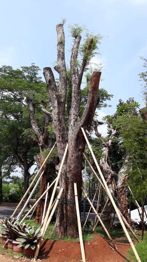 Landscape Jakarta stock image. Image of mahoni, plant 133874765