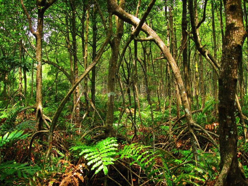 Tropical mangrove forest (Malaysia)