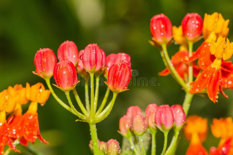 Tropical milkweed flower