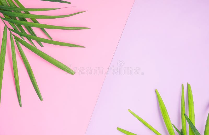 Tropical mock up: palm leaves on colorful pink and purple background. Travel concept stock photo