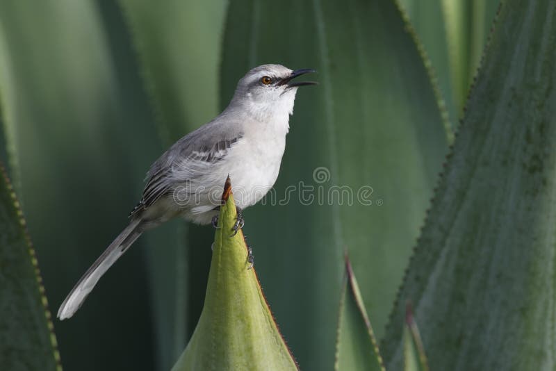 Tropical Mockingbird (Mimus gilvus rostratus)