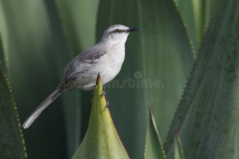 Tropical Mockingbird (Mimus gilvus rostratus)