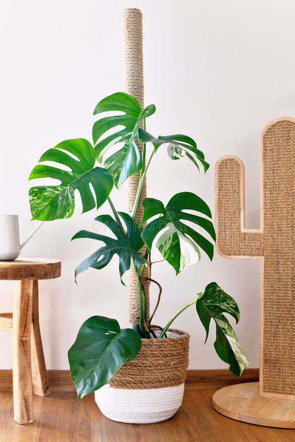 Tropical Monstera Deliciosa Variegata houseplant with white spots on in basket flower pot