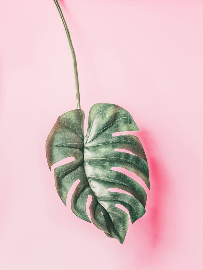 Tropical Monstera Leaves At Pastel Pink Background, Summer Background