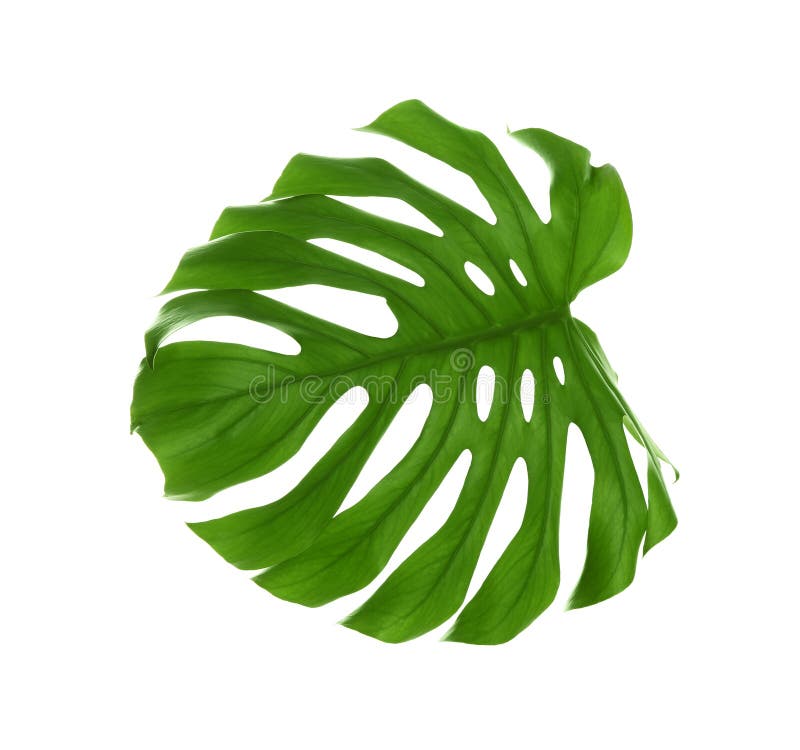 Tropical Monstera leaf on white background