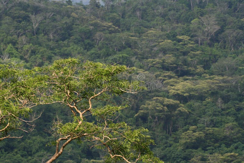 Tropical montane forest