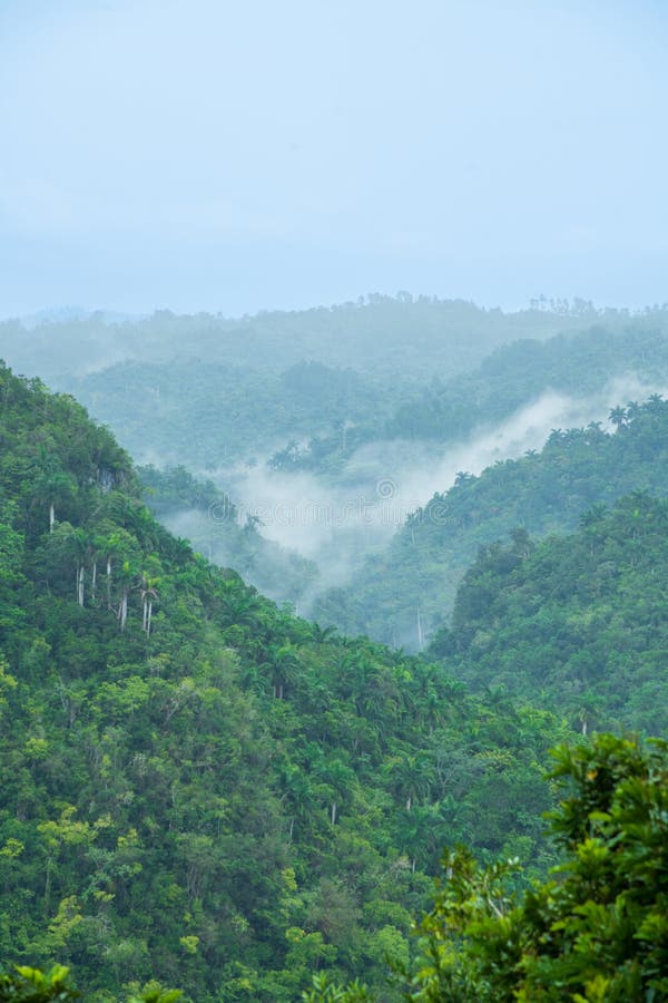 Tropical Mountain Forest Landscape during Morning Fog on a Winter Day ...