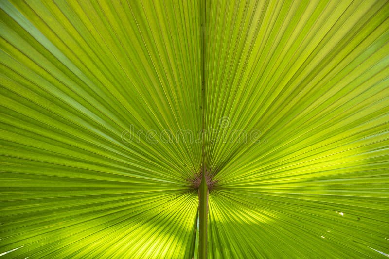 Tropical Natural Green Palm Leaves Pattern Texture Abstract Background Stock Image Image of