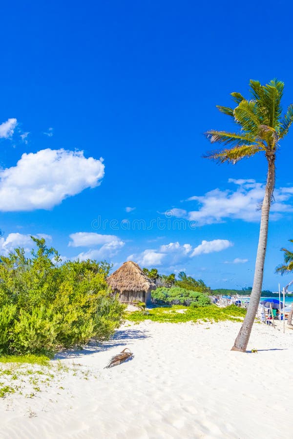 Tropical Natural Beach 88 Palm Tree Playa Del Carmen Mexico Stock Photo -  Image of sand, landscape: 232171956