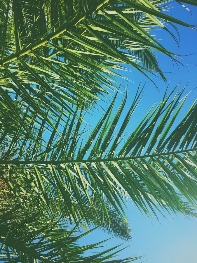 Palm Tree Leaves and the Sky, Summertime Travel Background Stock Photo ...
