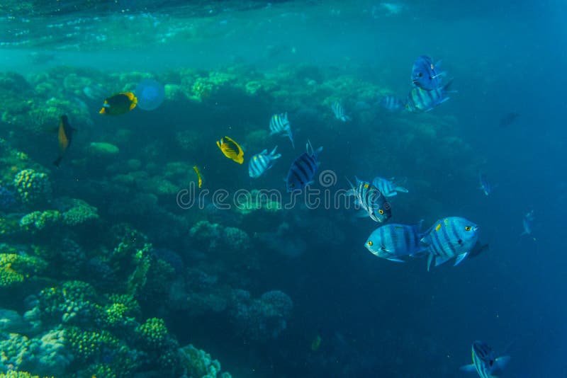Tropical ocean life. Coral reef full of fish floating under water surface. Sunbeams light through ripples. stock photo Tropical ocean life. Coral reef full of fish floating under water surface. Sunbeams light through ripples. stock photo