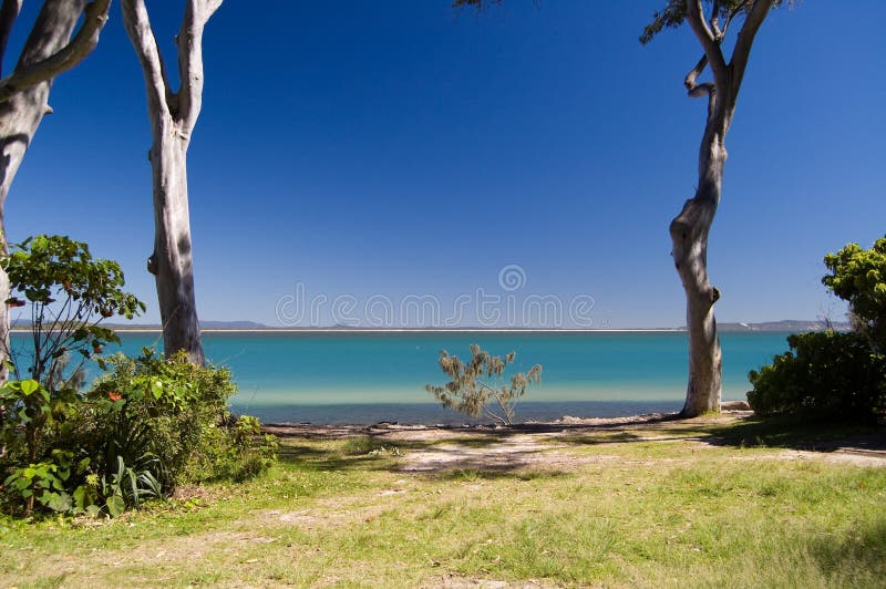 Tropical oceanic bay and eucalypus tree; Australia stock photos