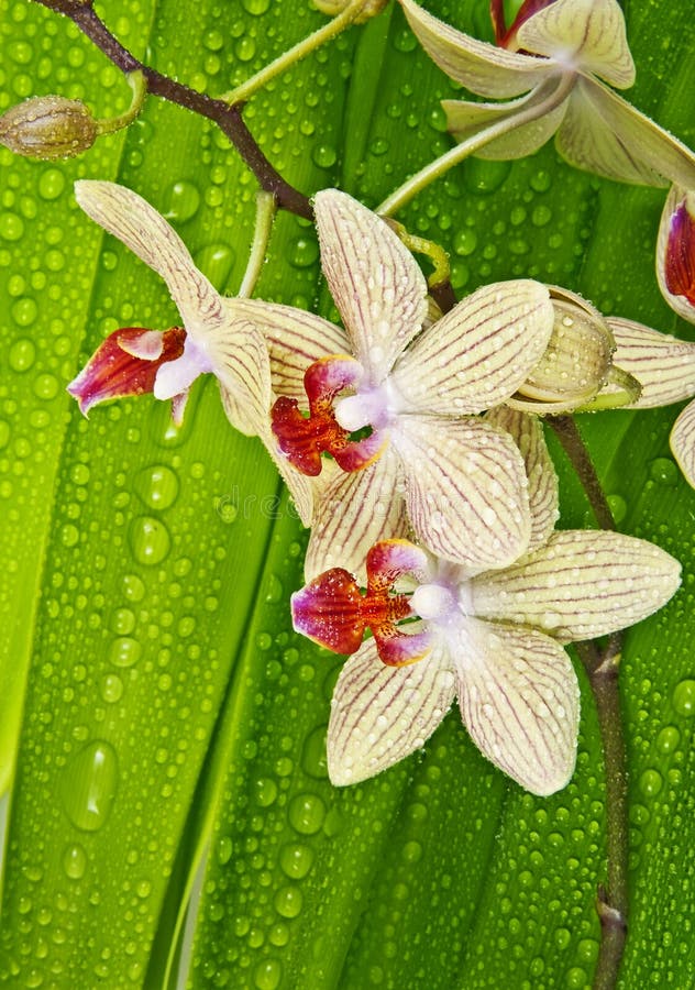 Tropical orchids