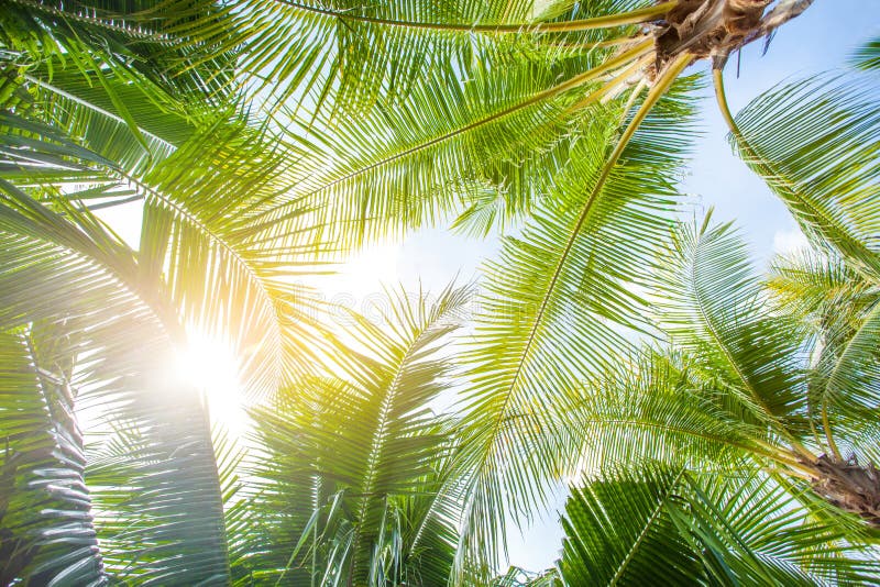 Tropical palm leaf background, coconut tree