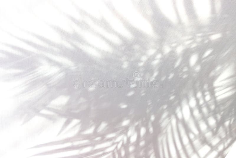 Tropical palm leafs shadow on white wall background