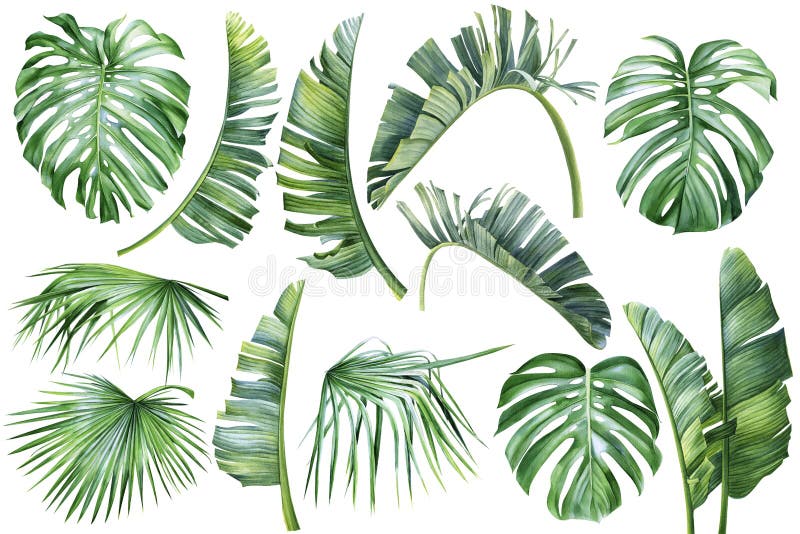 Tropical palm leaves, banana palm, monstera, strelitzia on isolated white background, watercolor botanical illustration
