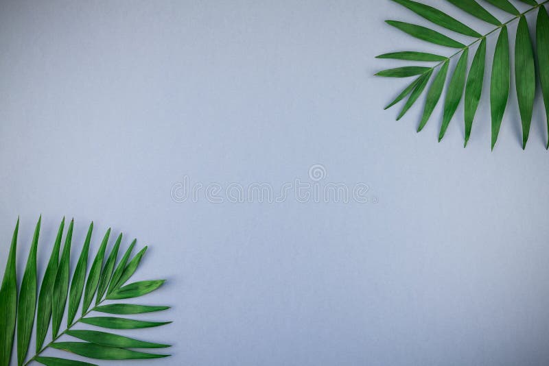 Tropical palm leaves on blue grey paper background