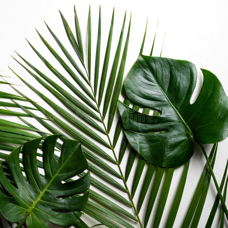 Tropical Palm Leaves Isolated on White Background Stock Image - Image ...