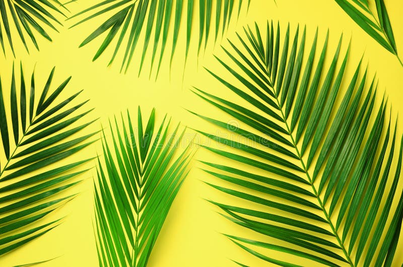 Tropical palm leaves on pastel yellow background. Minimal summer concept. Creative flat lay with copy space. Top view. Exotic, hipster.