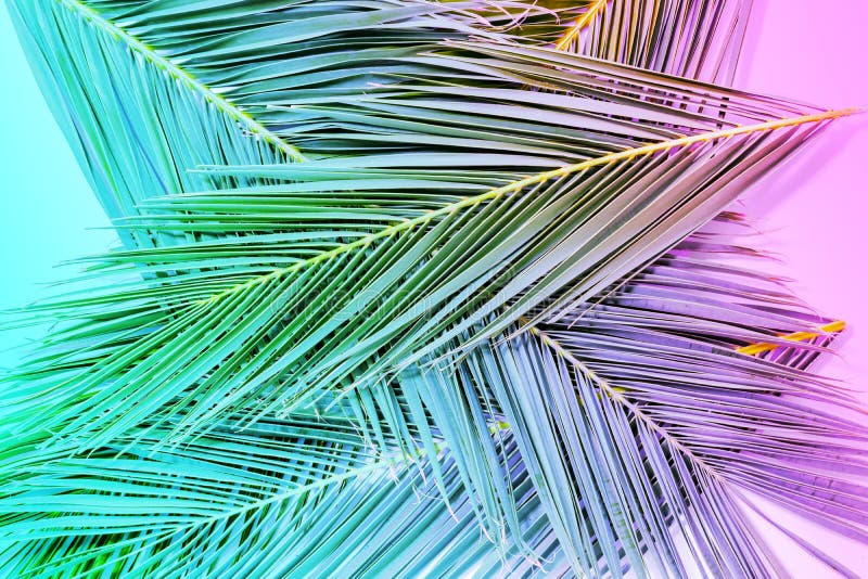 Tropical Palm Leaves in Vibrant Gradient Neon Colors. Stock Photo ...