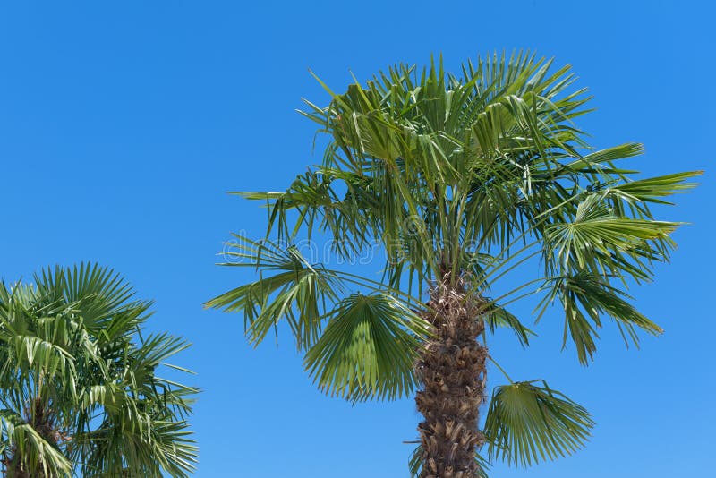 Tropical palm tree stock photo. Image of palm, sunshine 110781674