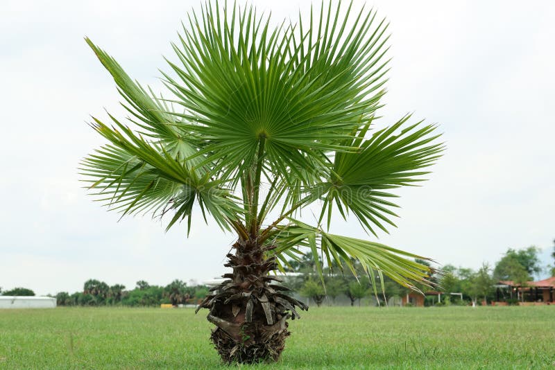Tropical Palm Tree with Beautiful Green Leaves Outdoors Stock Image Image of leaves, fresh