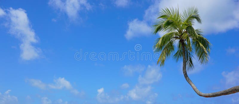 A tropical palm tree and blue sky with clouds
