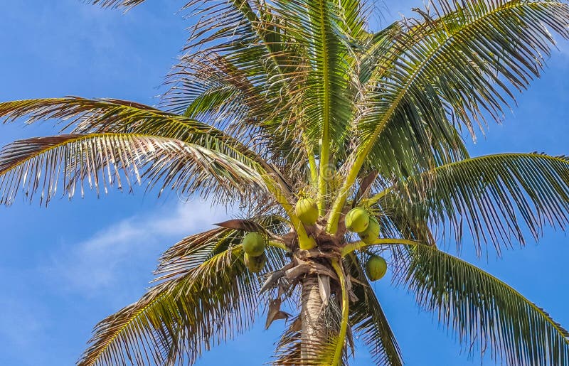 Tropical Palm Tree Coconuts Blue Sky in Tulum Mexico Stock Photo ...