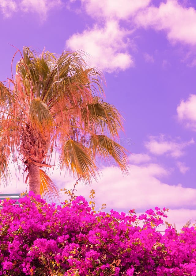 Tropical Palm Tree and Flowers Bloom. Canary Island. Travel, Summer Vacation Wallpaper Stock
