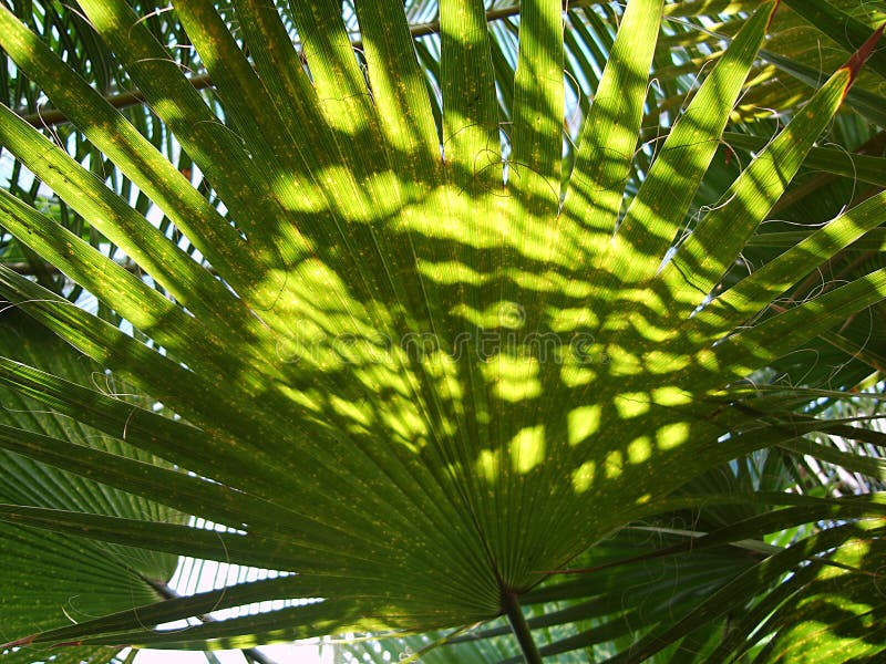Tropical palm tree green leaf ina bright sunshine royalty free stock images Tropical palm tree green leaf ina bright sunshine royalty free stock images