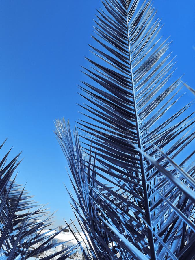 Tropical Palm Tree through Leaf Passes Sun. Effect Faded Retro Photo ...