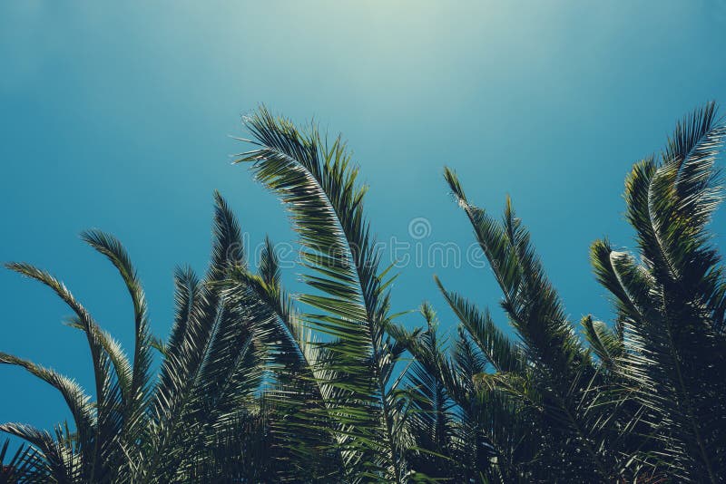 Tropical palm tree lush leafs stock image