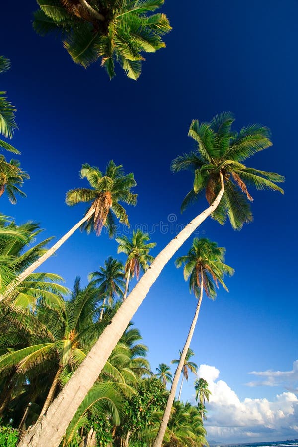 Tropical Palm Tree Paradise Stock Image - Image of exotic, beauty: 2727177